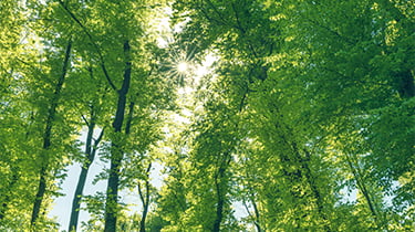 Green trees in a wooded area.
